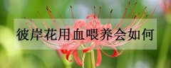 <b>彼岸花在爱情里指什么意思 有哪些花语</b>