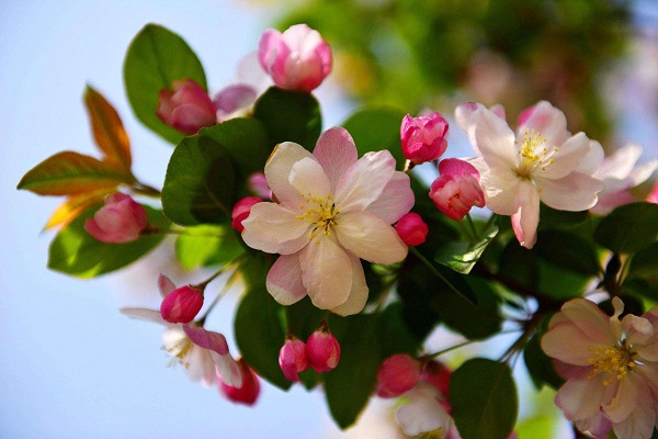 海棠花代表的花语是什么