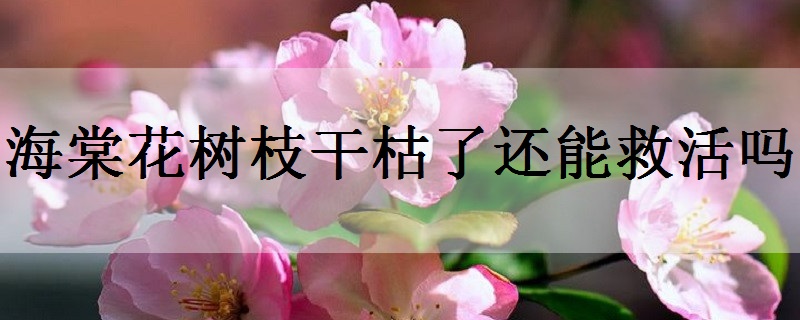 海棠花代表的花语是什么