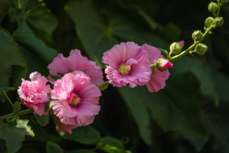 粉色百合花语是什么 不同数量有什么区别