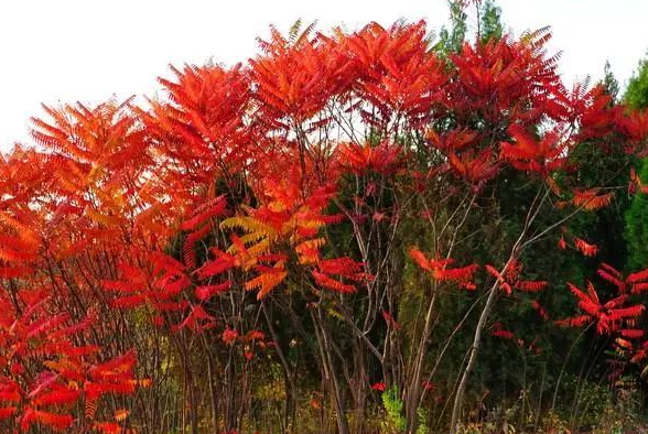 重阳节送什么花好 哪些花卉适合重阳节送老人