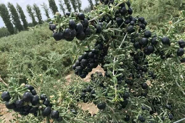 重阳节送菊花给老人对吗 重阳节送什么花卉给老人