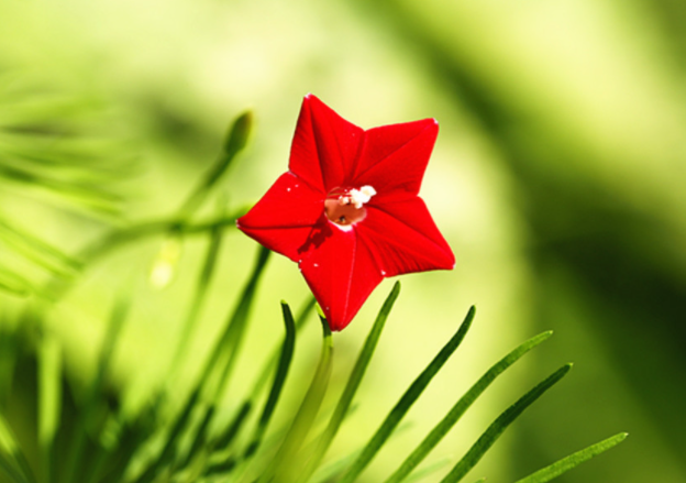 重阳节送菊花给老人对吗 重阳节送什么花卉给老人