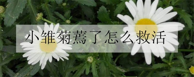 为什么说小雏菊不吉利 家中养雏菊对风水好吗