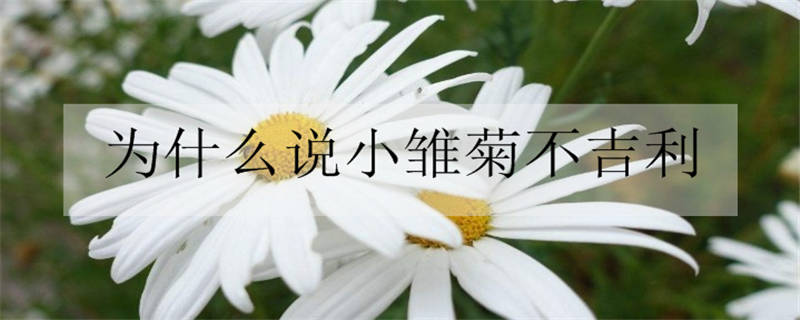 为什么说小雏菊不吉利 家中养雏菊对风水好吗