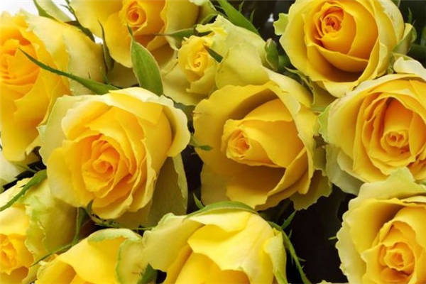 黄玫瑰不能随便送人 送黄玫瑰的含义是什么