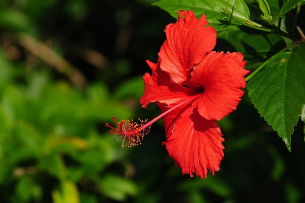 扶桑花有哪些风水寓意？扶桑花花语含义是什么？