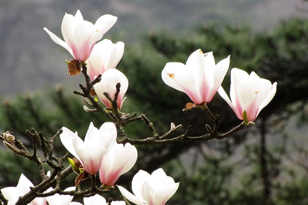 木兰花花语是什么 木兰花怎么种养殖