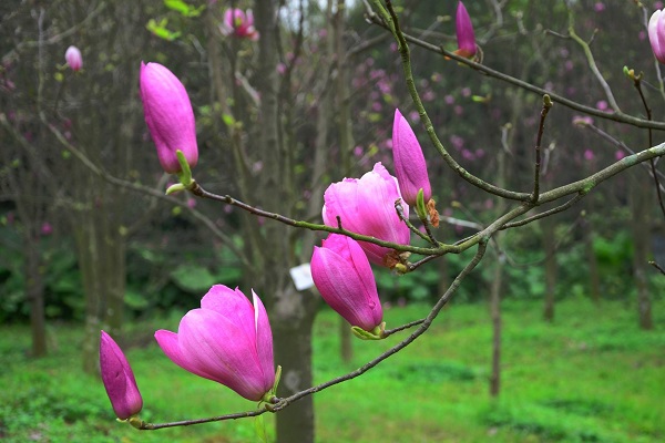 木兰花花语是什么 木兰花怎么种养殖