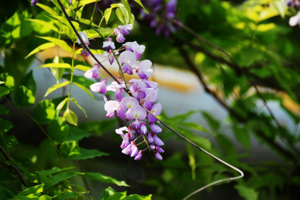 紫藤花花语是什么 紫藤花的寓意