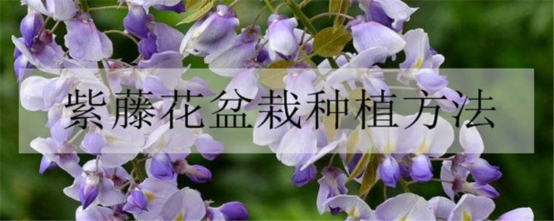 紫藤花花语是什么 紫藤花的寓意