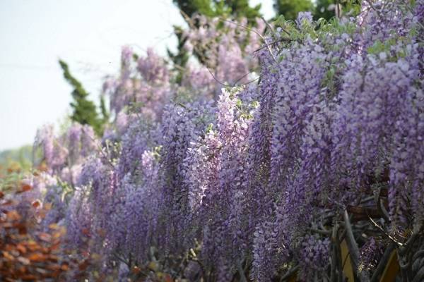 紫藤花花语是什么 紫藤花的寓意