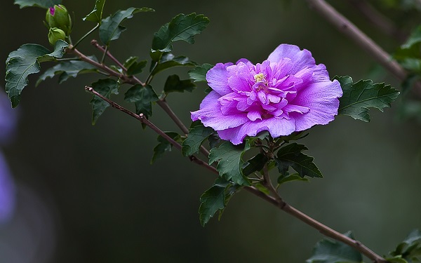 木槿花花语是什么意思 木槿花有什么寓意