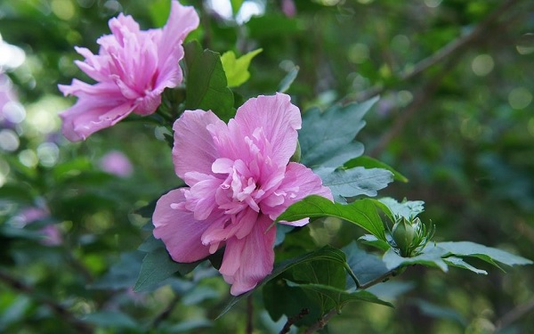 木槿花花语是什么意思 木槿花有什么寓意