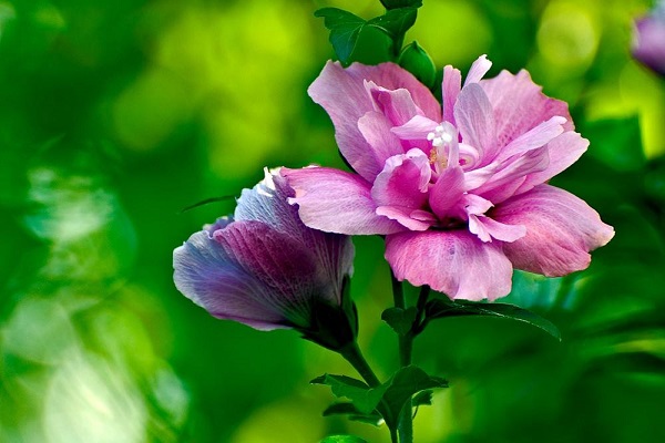 木槿花花语是什么意思 木槿花有什么寓意