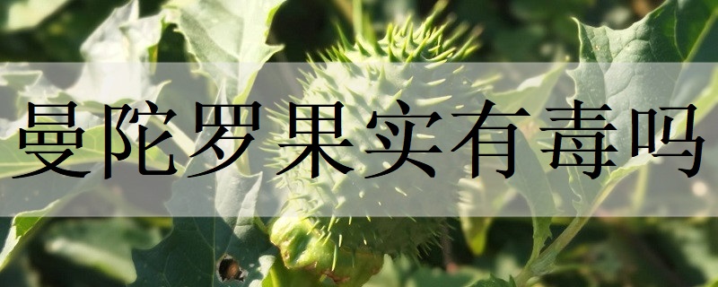 曼陀罗花语是什么意思 曼陀罗花的传说及寓意