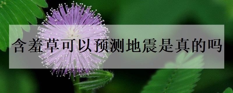 含羞草的花语是什么 含羞草代表了什么