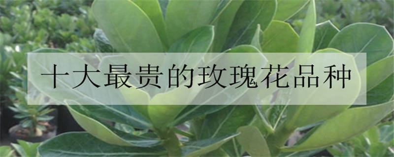 表白送多少朵玫瑰花好 有哪些不同的含义