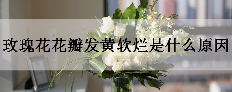 7朵玫瑰花代表什么意思 有哪些美好寓意