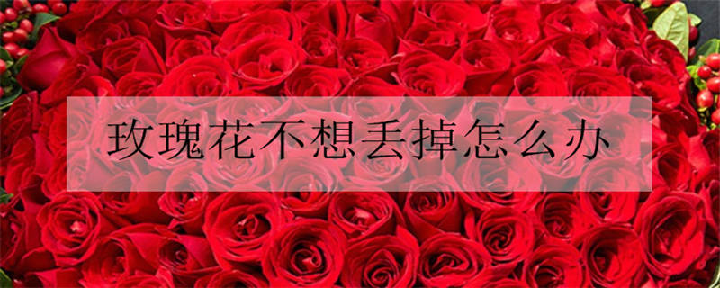 7朵玫瑰花代表什么意思 有哪些美好寓意