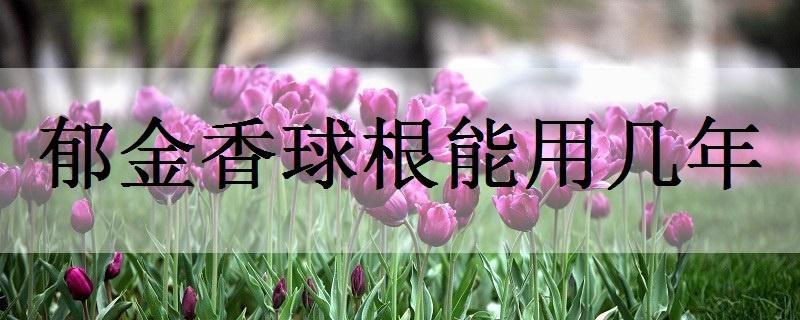 郁金香花语和寓意 有哪些象征意义