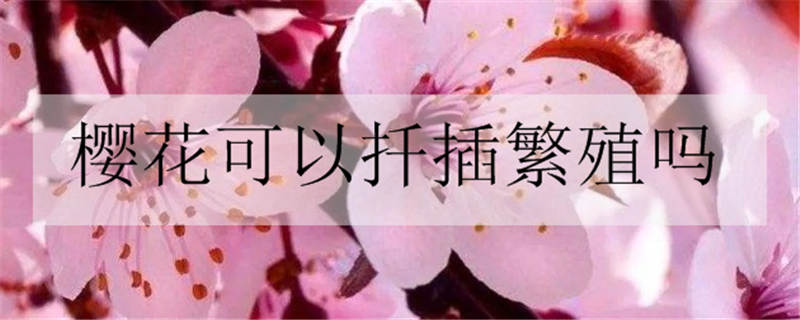 樱花的花语及寓意 适合送给谁