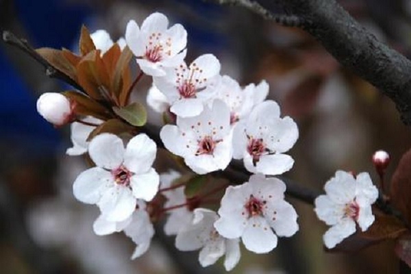 樱花的花语及寓意 适合送给谁