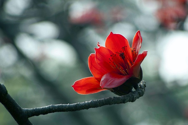 木棉花花语及寓意 适合送给哪些人