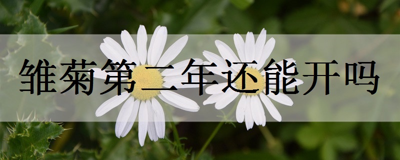 雏菊的花语和寓意是什么