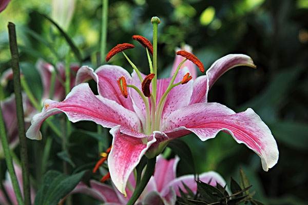 百合花的花语和寓意 适合送给哪些人