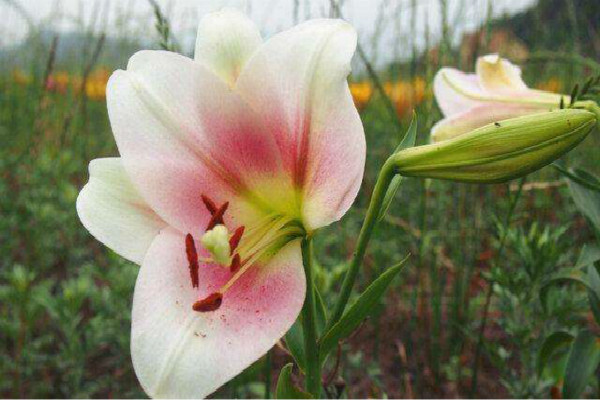 百合花的花语和寓意 适合送给哪些人