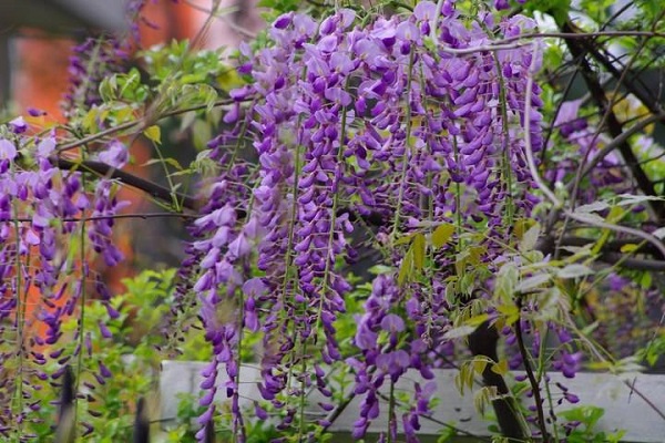 紫藤花的花语是什么 有哪些传说