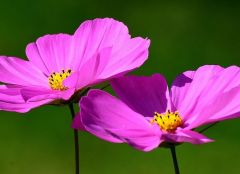 格桑花种一次可长几年 如何种植格桑花