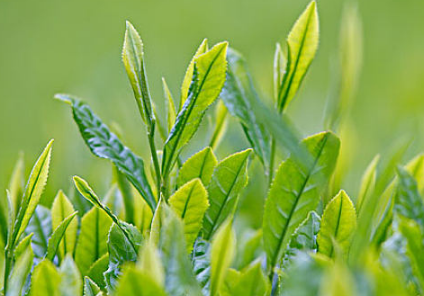 茶树的修剪时间及技术要点 茶树有哪些修剪方法