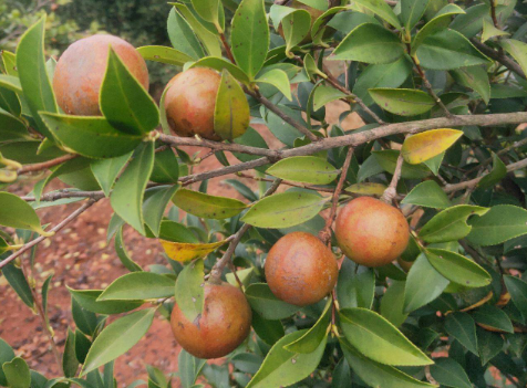 油茶苗怎样栽培 如何施肥除草