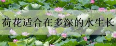 <b>荷花适合在多深的水生长</b>