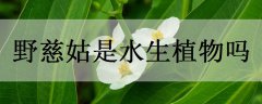 <b>野慈姑是水生植物吗</b>