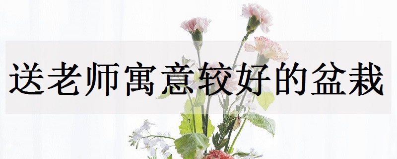 送老师一般选择什么花 教师节送什么花最好