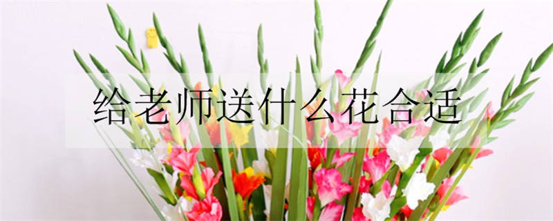 送老师一般选择什么花 教师节送什么花最好