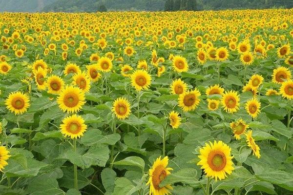 送老师一般选择什么花 教师节送什么花最好