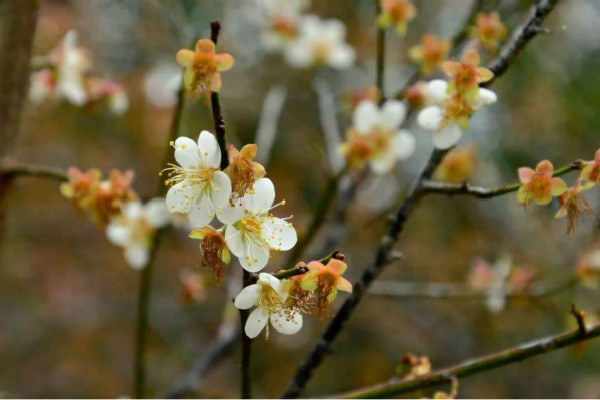 梅花代表了什么 梅花的含义及寓意