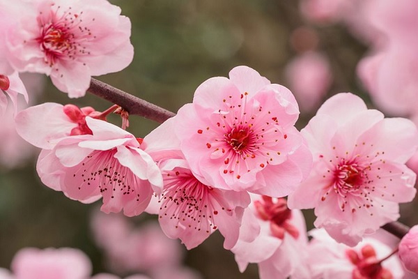 梅花代表了什么 梅花的含义及寓意